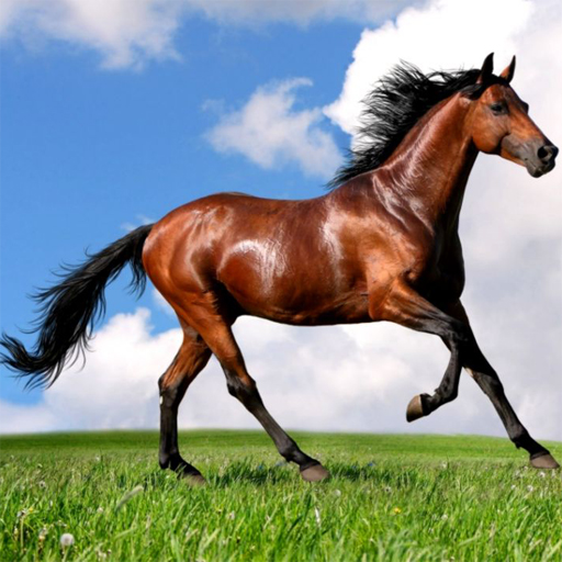 Animals Jigsaw Puzzle – Horses