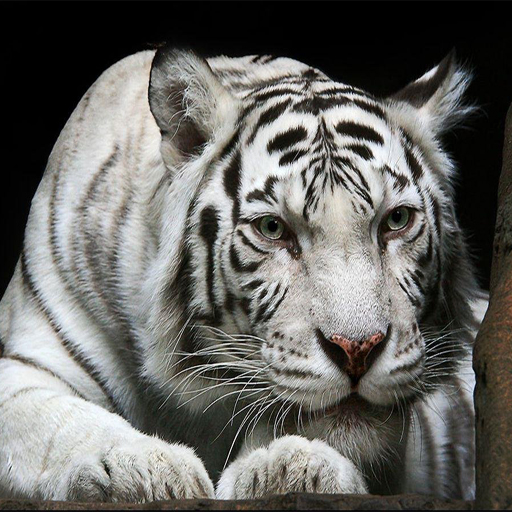 Animals Jigsaw Puzzle – Tiger