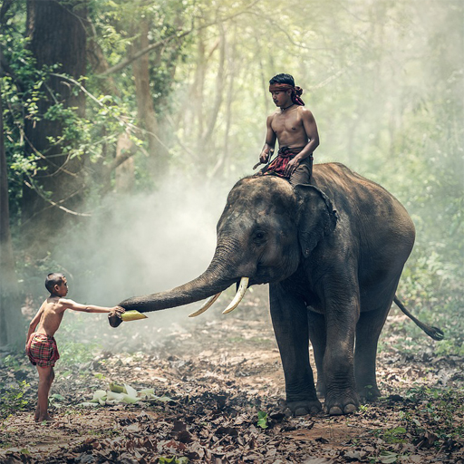 Animals Jigsaw Puzzle – Elephants
