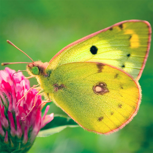 Nature Jigsaw Puzzle – Butterfly