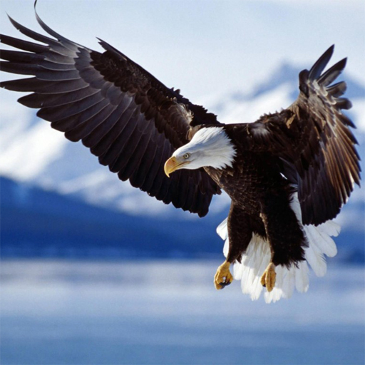 Animals Jigsaw Puzzle – Eagle